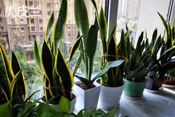 秋天有哪些植物，常见的有菊花、玉兰等