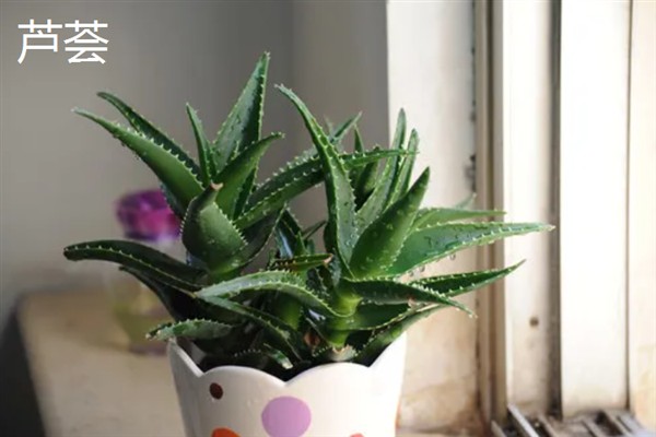 秋天有哪些植物，常见的有菊花、玉兰等