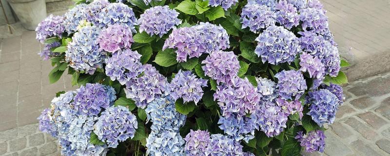 无尽夏绣球的花期，通常在6-9月