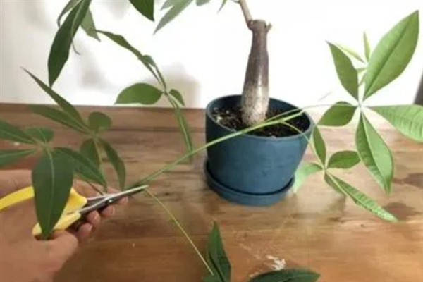 发财树的修剪方法，先要去除徒长的枝条