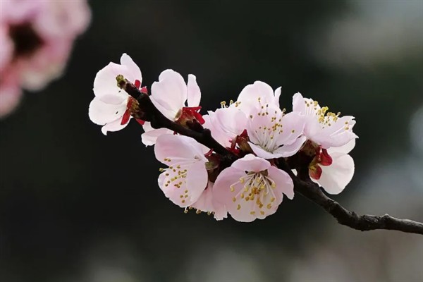 杏花的开花时间，花期在农历的2月份左右