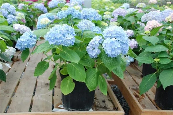 无尽夏绣球的花期，通常在6-9月