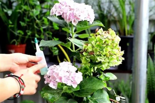 无尽夏绣球的花期，通常在6-9月
