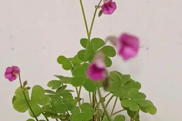 酢浆草盆栽养殖方法，5-9月份要遮阴防晒