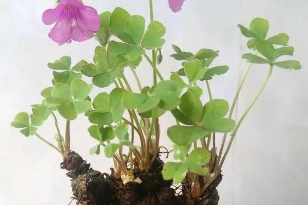 酢浆草盆栽养殖方法，5-9月份要遮阴防晒