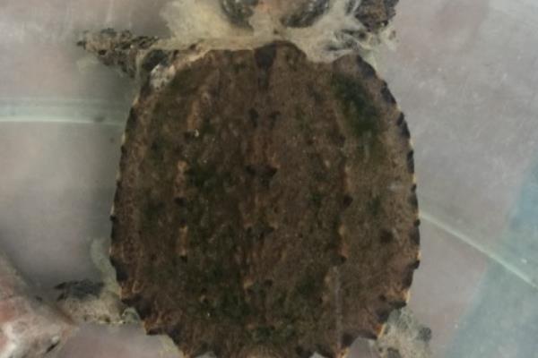 小鳄龟腐皮的原因，可能是得了腐皮病