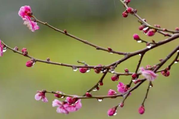 梅花进入花期如何养护，追施氮钾肥可以延长花期