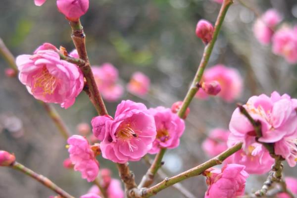 梅花进入花期如何养护，追施氮钾肥可以延长花期
