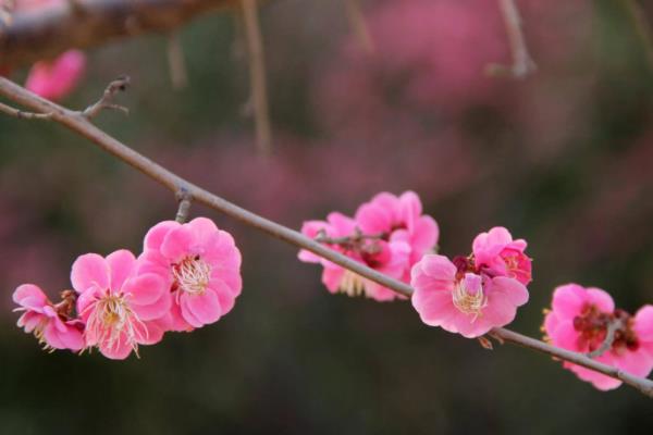梅花进入花期如何养护，追施氮钾肥可以延长花期