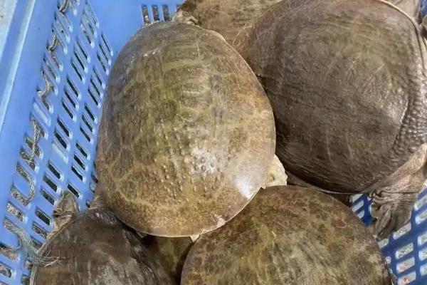 珍珠鳖是不是外来物种吗，珍珠鳖是外来物种