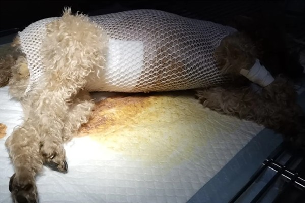 母狗绝育后如何护理，可以喂蛋白质含量高的食物
