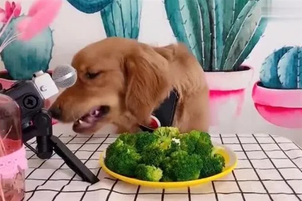 母狗绝育后如何护理，可以喂蛋白质含量高的食物