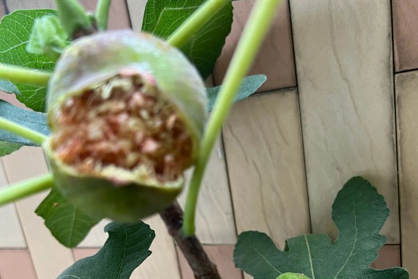 无花果开裂的原因，可能是浇水不当或营养失衡所致