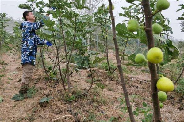 无花果开裂的原因，可能是浇水不当或营养失衡所致