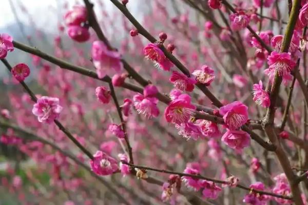梅花进入花期如何养护，追施氮钾肥可以延长花期
