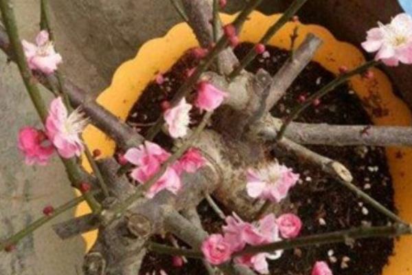 梅花进入花期如何养护，追施氮钾肥可以延长花期