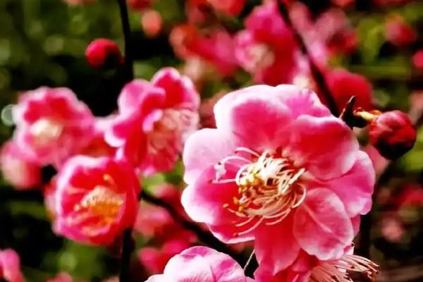 梅花进入花期如何养护，追施氮钾肥可以延长花期