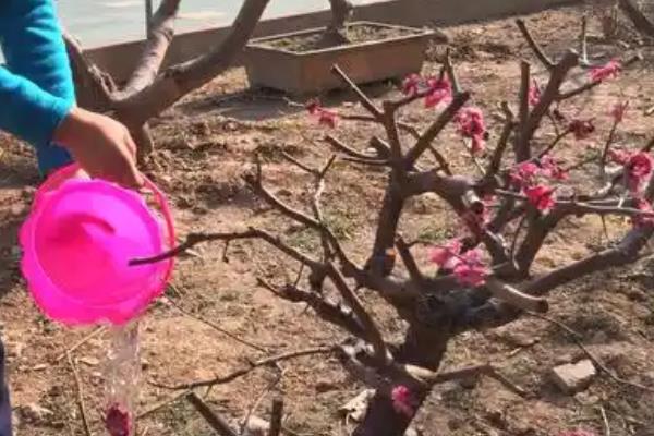梅花进入花期如何养护，追施氮钾肥可以延长花期