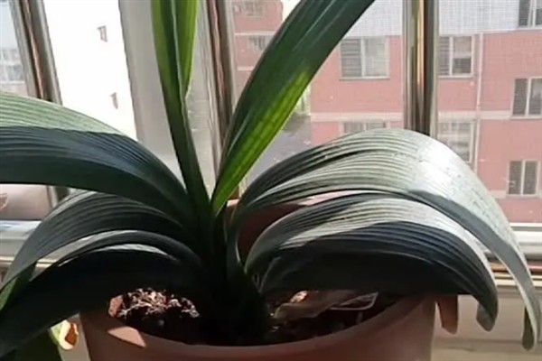 怎么养护开花前的君子兰，提供充足的光照可以延长花期