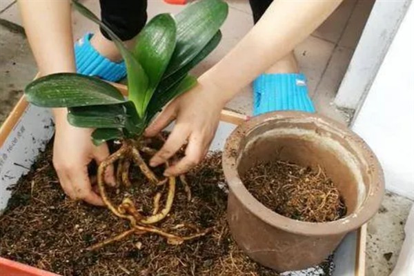 怎么养护开花前的君子兰，提供充足的光照可以延长花期