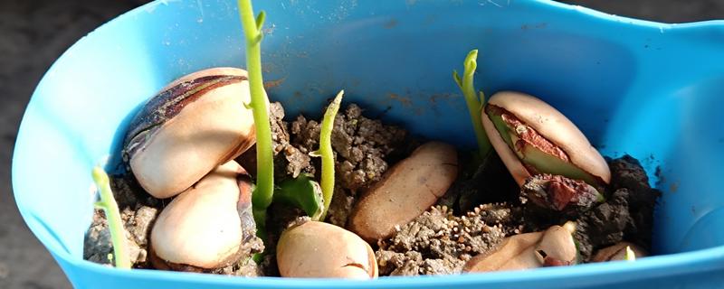 怎么种菠萝蜜，播种前需要浸种