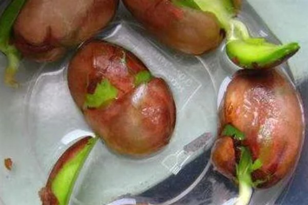 怎么种菠萝蜜，播种前需要浸种
