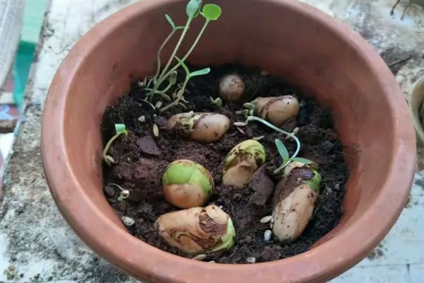 怎么种菠萝蜜，播种前需要浸种