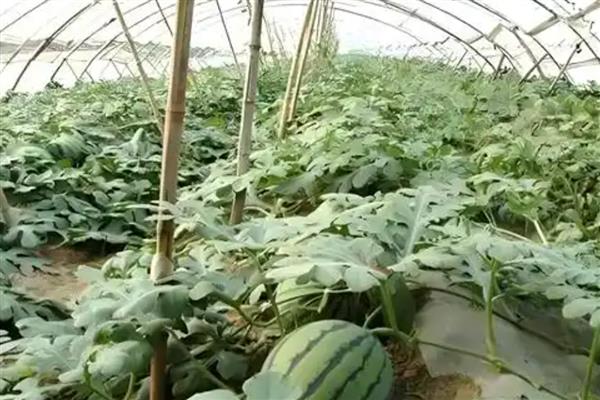 怎么种西瓜，种子经过晾晒、浸泡后再播种