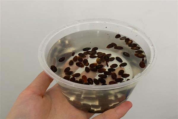 怎么种西瓜，种子经过晾晒、浸泡后再播种