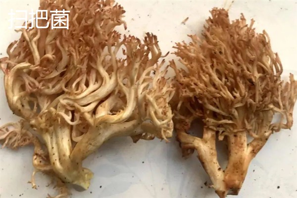 菌类的发展和加工类型，从单一栽培慢慢转变成工厂化生产