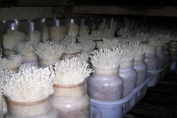 菌类的发展和加工类型，从单一栽培慢慢转变成工厂化生产
