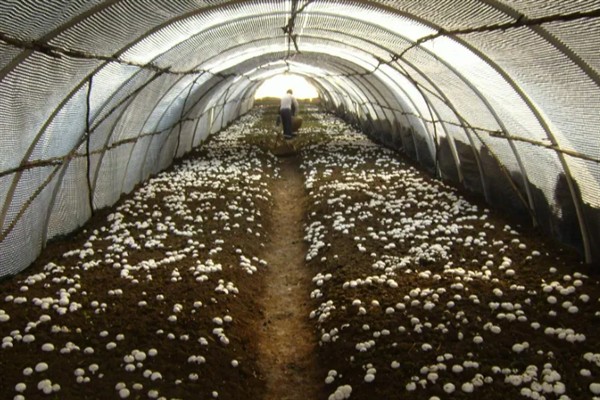 菌类的发展和加工类型，从单一栽培慢慢转变成工厂化生产
