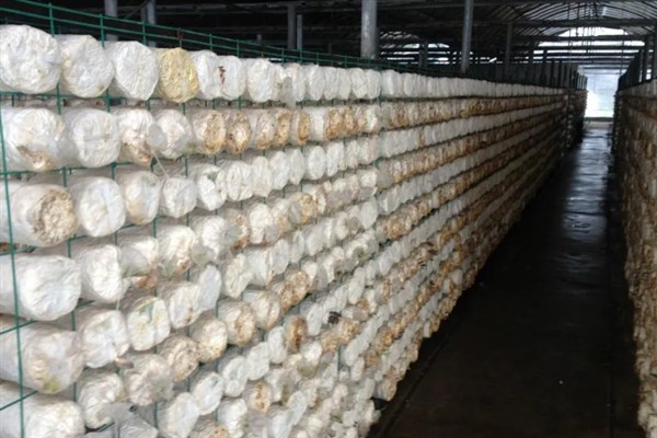 菌类的发展和加工类型，从单一栽培慢慢转变成工厂化生产