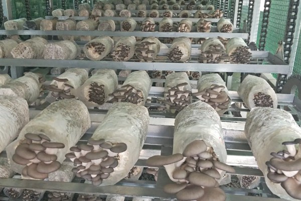 菌类的发展和加工类型，从单一栽培慢慢转变成工厂化生产