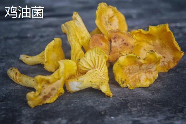 菌类的发展和加工类型，从单一栽培慢慢转变成工厂化生产
