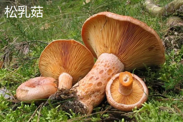 菌类的发展和加工类型，从单一栽培慢慢转变成工厂化生产