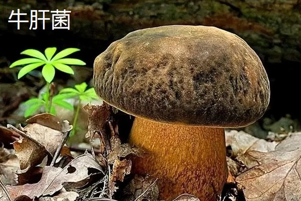 菌类的发展和加工类型，从单一栽培慢慢转变成工厂化生产