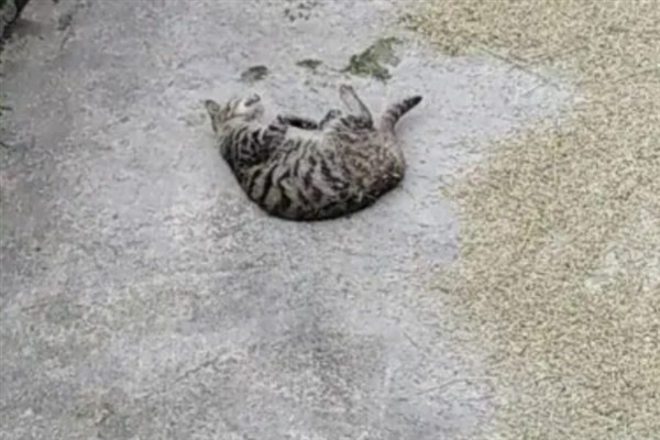 为什么猫咪喜欢在混凝土地面上打滚，可通过地面的温度来调节体温