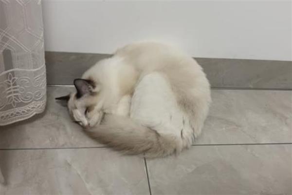 为什么猫咪会吃老鼠，可补充体内需要的牛磺酸