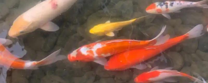 养锦鲤要不要经常换水，需每隔2-3天换一次
