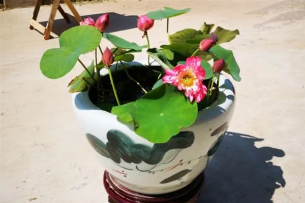 盆栽荷花让水不臭的方式，换水时使用干净的河水或井水