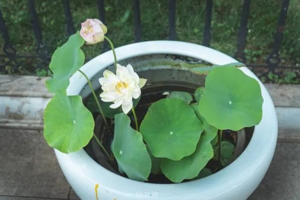 盆栽荷花让水不臭的方式，换水时使用干净的河水或井水