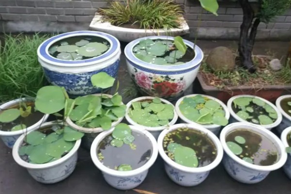 盆栽荷花让水不臭的方式，换水时使用干净的河水或井水