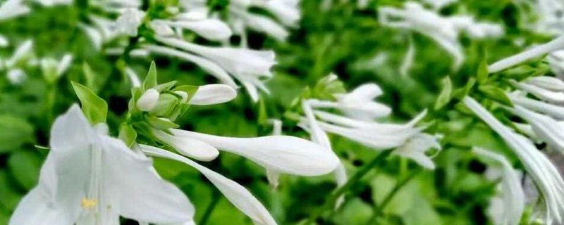 玉簪花怎么养殖，夏季每天浇水2次