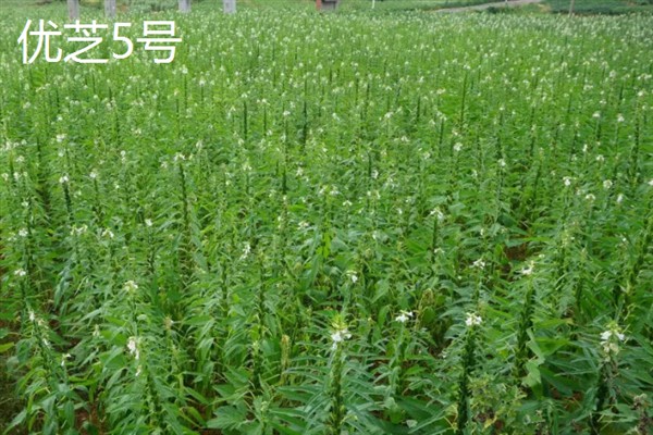 芝麻主产于哪里，在我国主产于山东、四川等省份