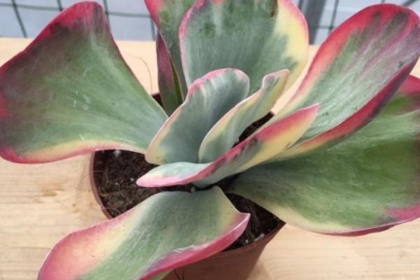 唐印多肉植物如何扦插，可以在春秋季期间进行