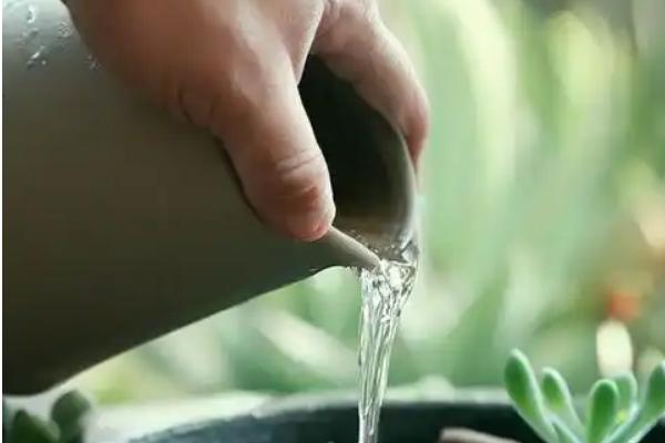唐印多肉植物如何扦插，可以在春秋季期间进行