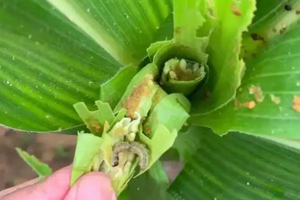 玉米穗期有什么常见害虫，以玉米蚜虫、玉米螟为主