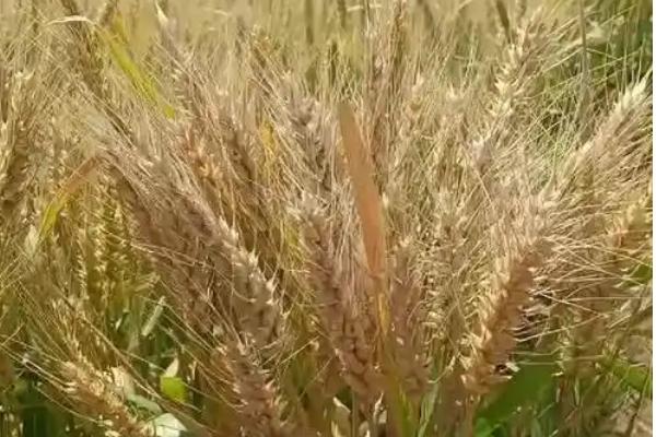 哪些小麦具有矮杆高产大穗的特点，豫农305、山科麦2000、登峰168等品种能满足条件