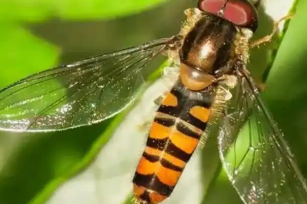 玉米穗期有什么常见害虫，以玉米蚜虫、玉米螟为主